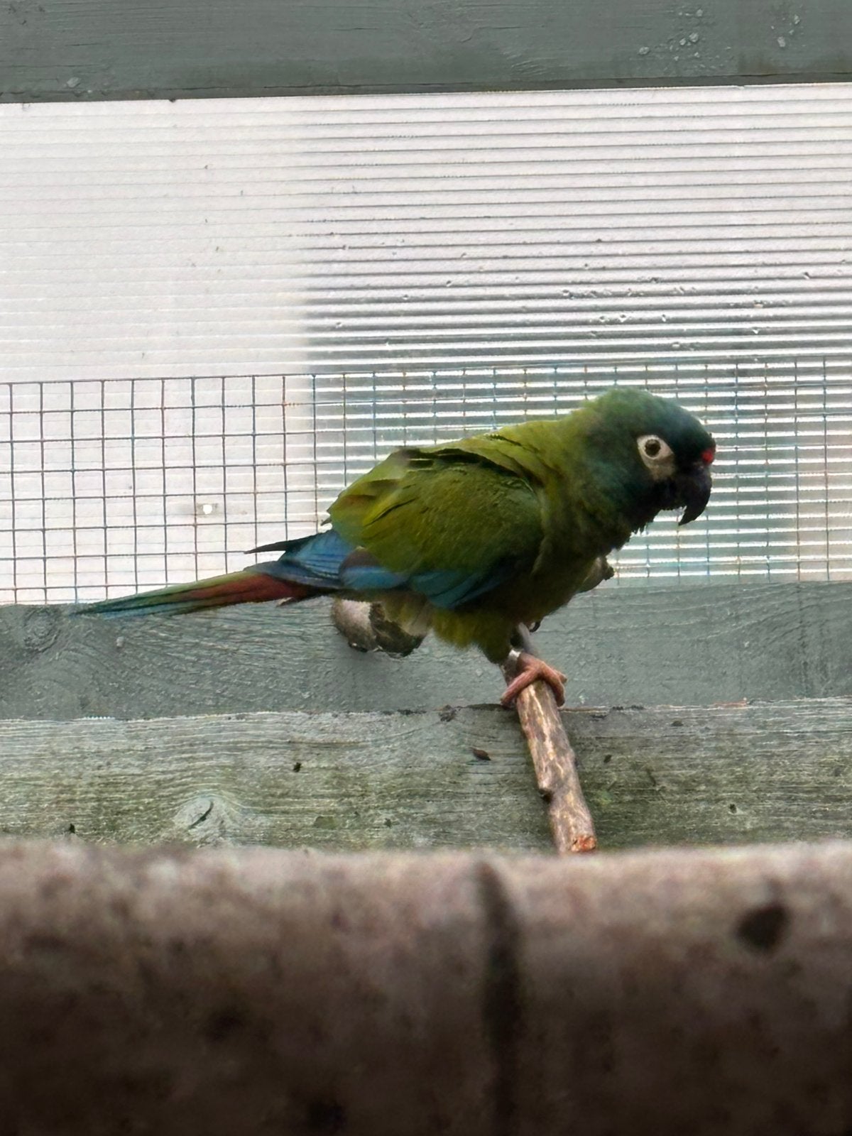 Ara maracana man, Animaux & Accessoires, Oiseaux | Perruches & Perroquets, Mâle, Perroquet, Bagué