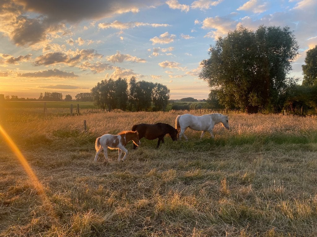Pony, Dieren en Toebehoren, 0 tot 2 jaar, Hengst, A pony (tot 1.17m), Onbeleerd
