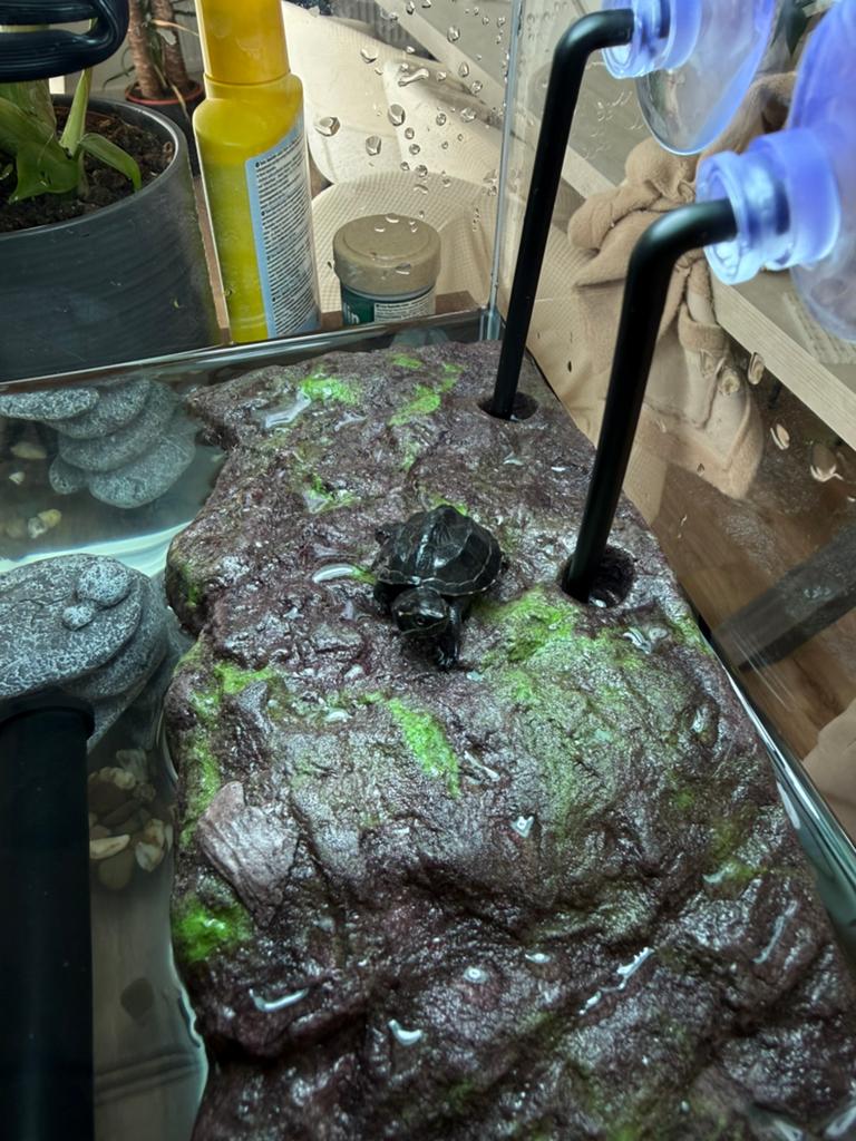 Baby waterschildpadje te koop, Dieren en Toebehoren, Ophalen, Zo goed als nieuw