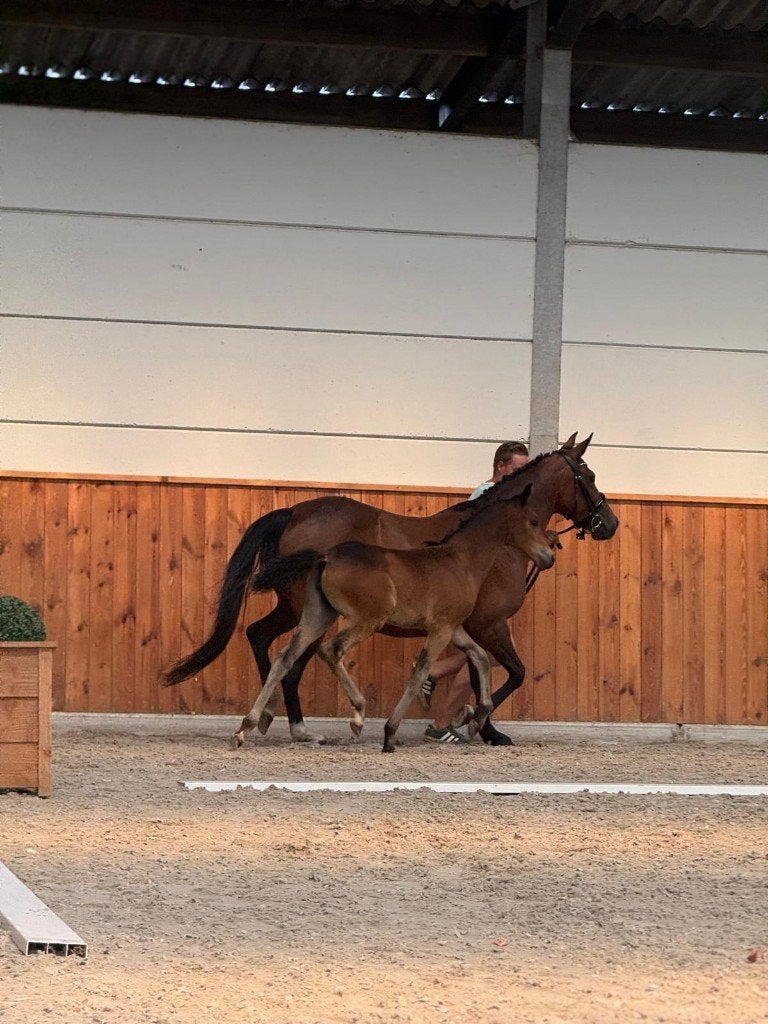 Heel mooi merrie veulen, Dieren en Toebehoren, Merrie, Met stamboom, Dressuurpony, 0 tot 2 jaar