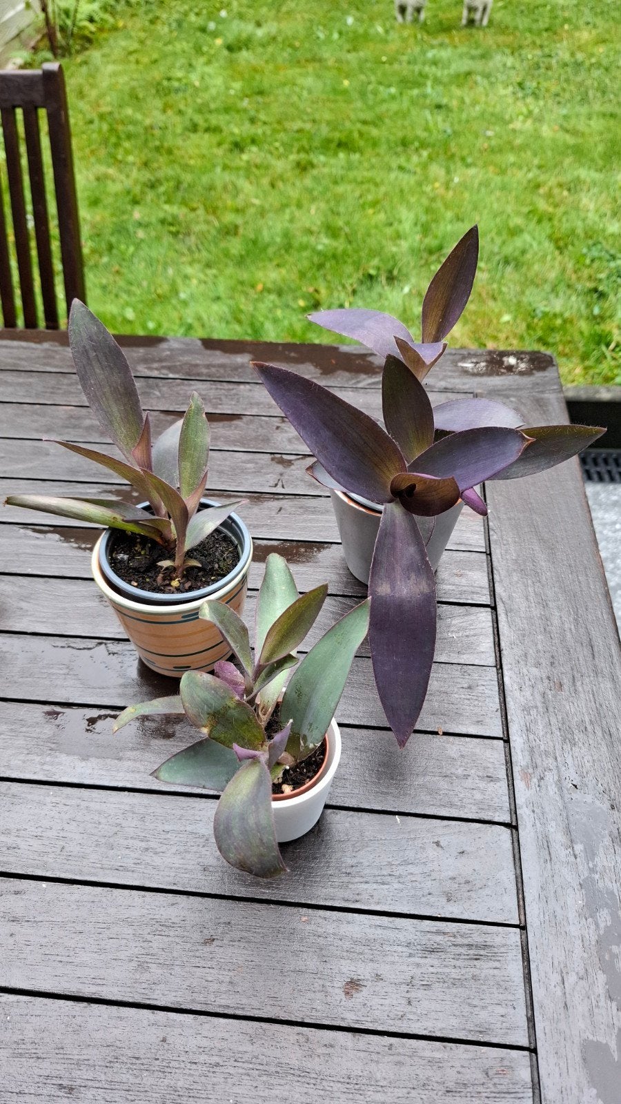 Tradescantia pallida,Misère pourpre, Maison & Meubles, Enlèvement