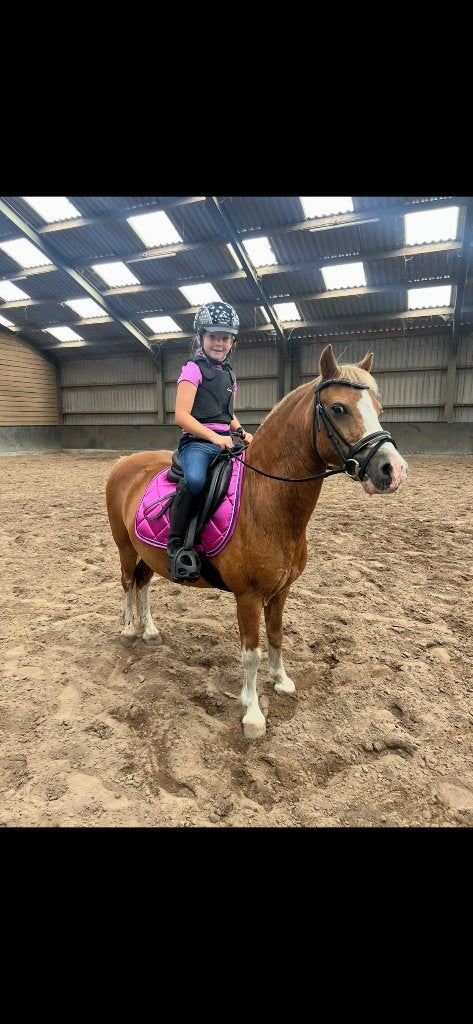 Lieve sociale Welsh ruin, Ruin, A pony (tot 1.17m), Met stamboom