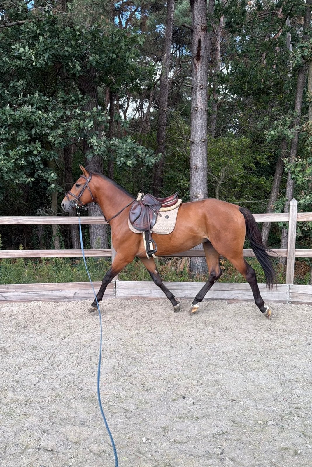 Knappe en lieve 3 jarige ruin VDL Sambucci De Muze x Epilot, Dieren en Toebehoren, Springpaard, Ruin, Zadelmak, 3 tot 6 jaar