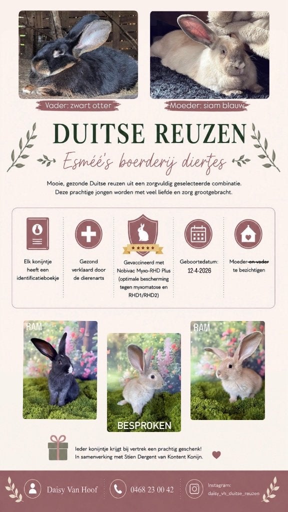 Raszuivere Duitse reuzen, gevaccineerd met ID boekje, Animaux & Accessoires, Lapins, Grand, Mâle, 0 à 2 ans