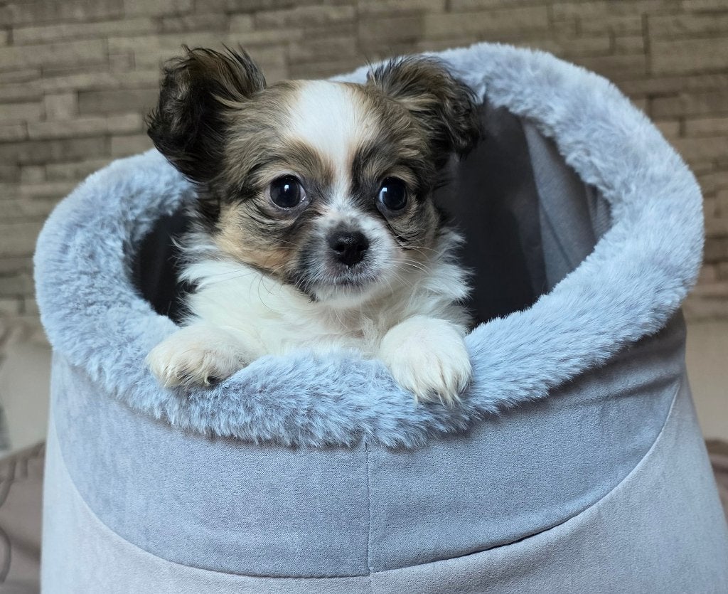 Chihuahua, België, Fokker | Hobbymatig, Reu, 8 tot 15 weken