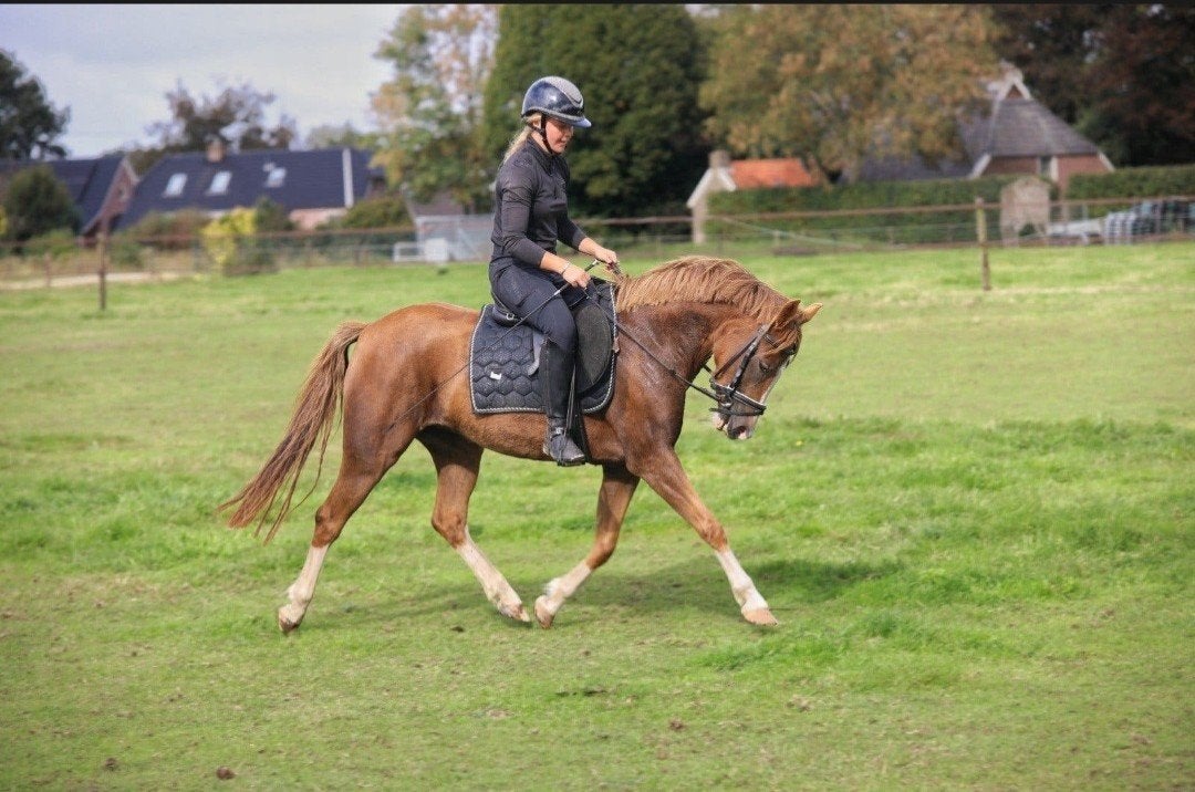Grote 6 jarige C pony, Merrie, New Forest 🍀, Merrie, B, C pony (1.27m tot 1.37m), 3 tot 6 jaar