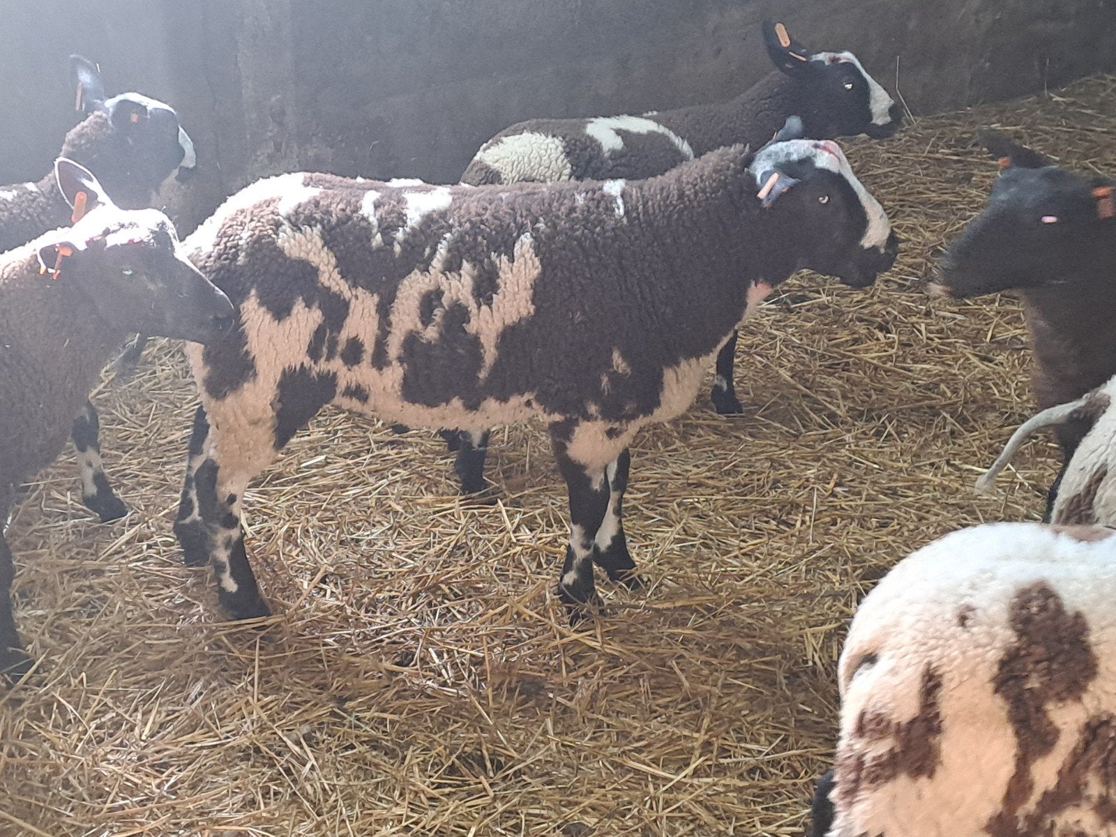 Mooi baggerbonte dekram, Mâle, Mouton, 0 à 2 ans