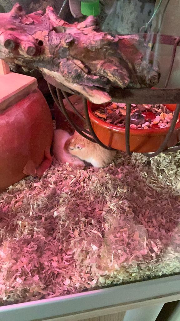 Gerbils, Animaux & Accessoires, Mâle, Domestique, Autres types, Juillet