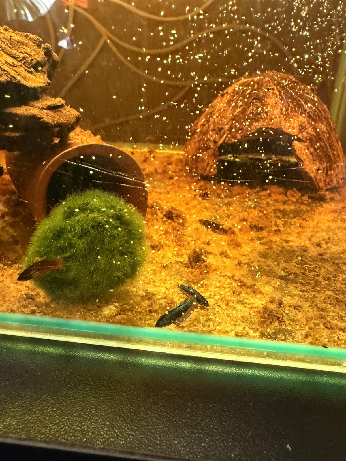 Baby betta (kempvis), Dieren en Toebehoren