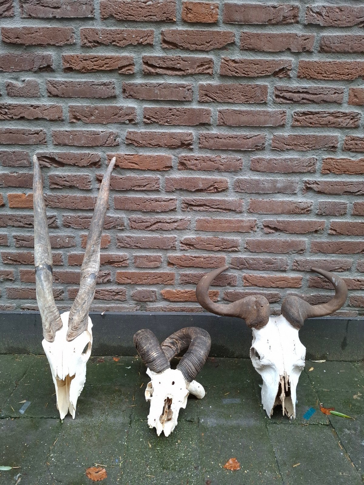 3x schedel afrika skull taxidermie opgezette hert gewei, Ophalen, Wild dier, Schedel