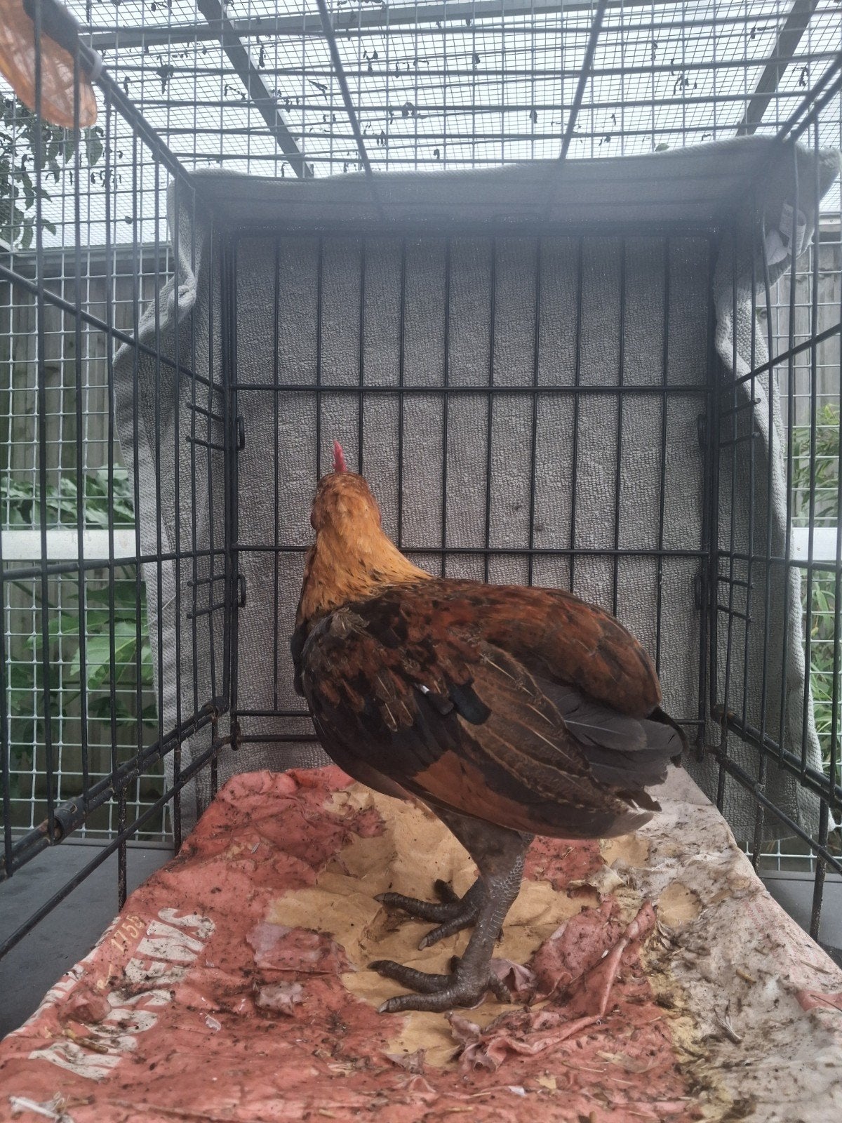 Ardenner kriel bolstaart haantje, Dieren en Toebehoren, Pluimvee, Mannelijk, Kip