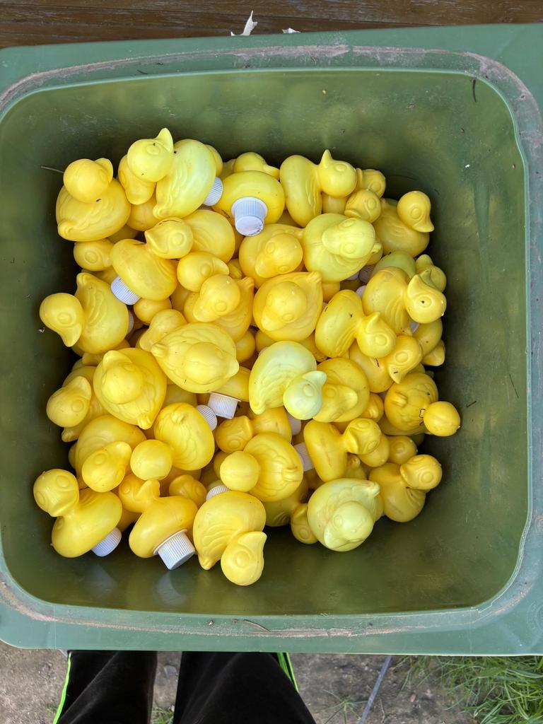 Badeendjes +1000 stuks voor een Duckrace, Diversen, Levensmiddelen, Ophalen
