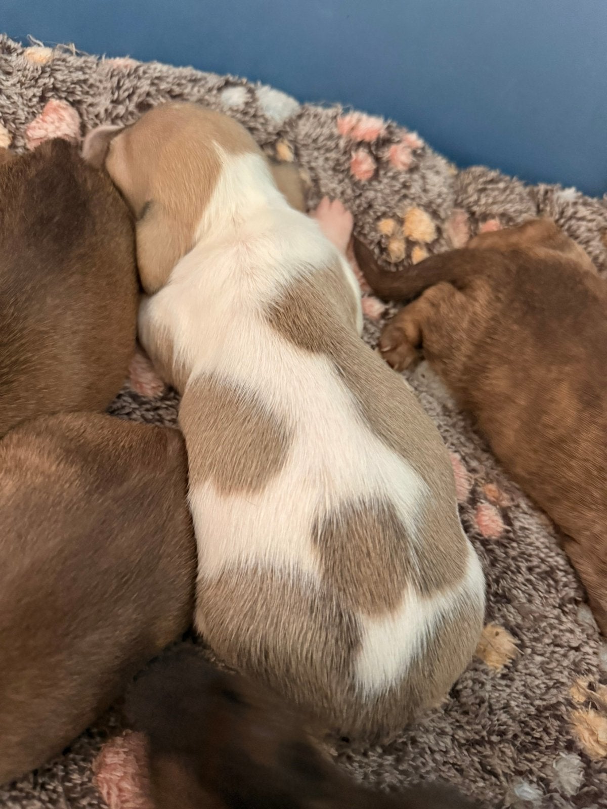 Kaninchen teckel, Dieren en Toebehoren, Honden | Teckels en Dashonden, Meerdere dieren, Korthaar, Kaninchen, Fokker | Professioneel