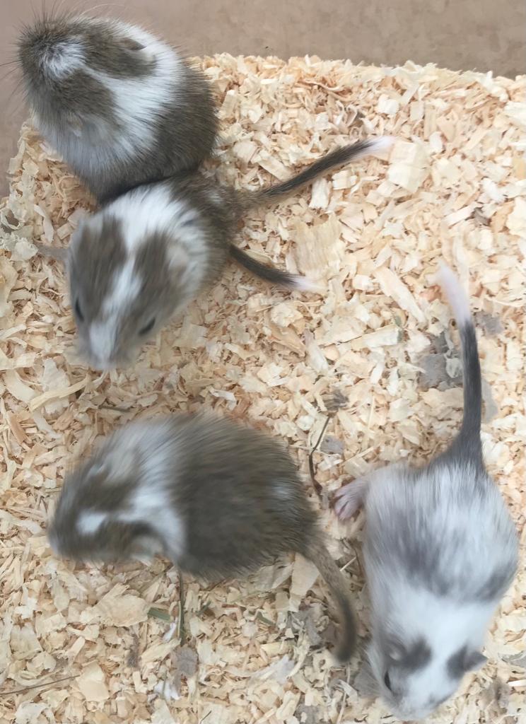 4 jonge gerbils pups, Mars, Domestique, Autres types, Plusieurs animaux
