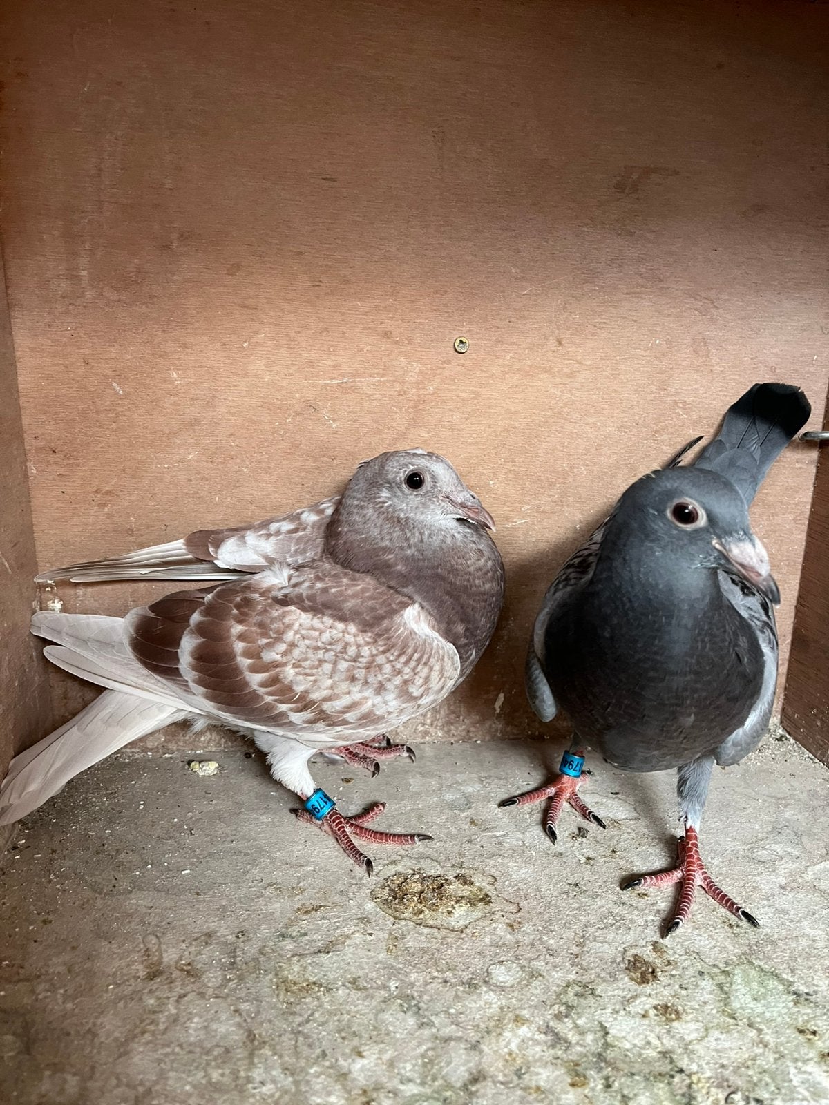Koppel jonge duiven voor de zware fond, Dieren en Toebehoren, Vogels | Duiven