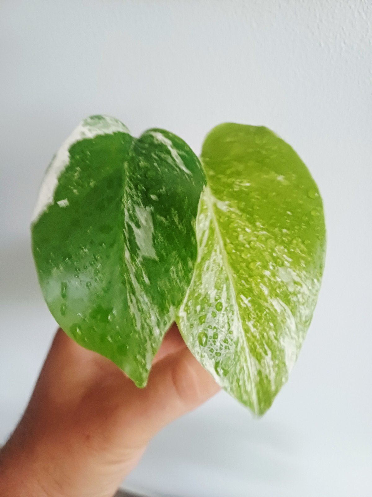 Monstera Deliciosa Albo variegata, Huis en Inrichting, Kamerplanten, Overige soorten, In pot, Minder dan 100 cm, Groene kamerplant