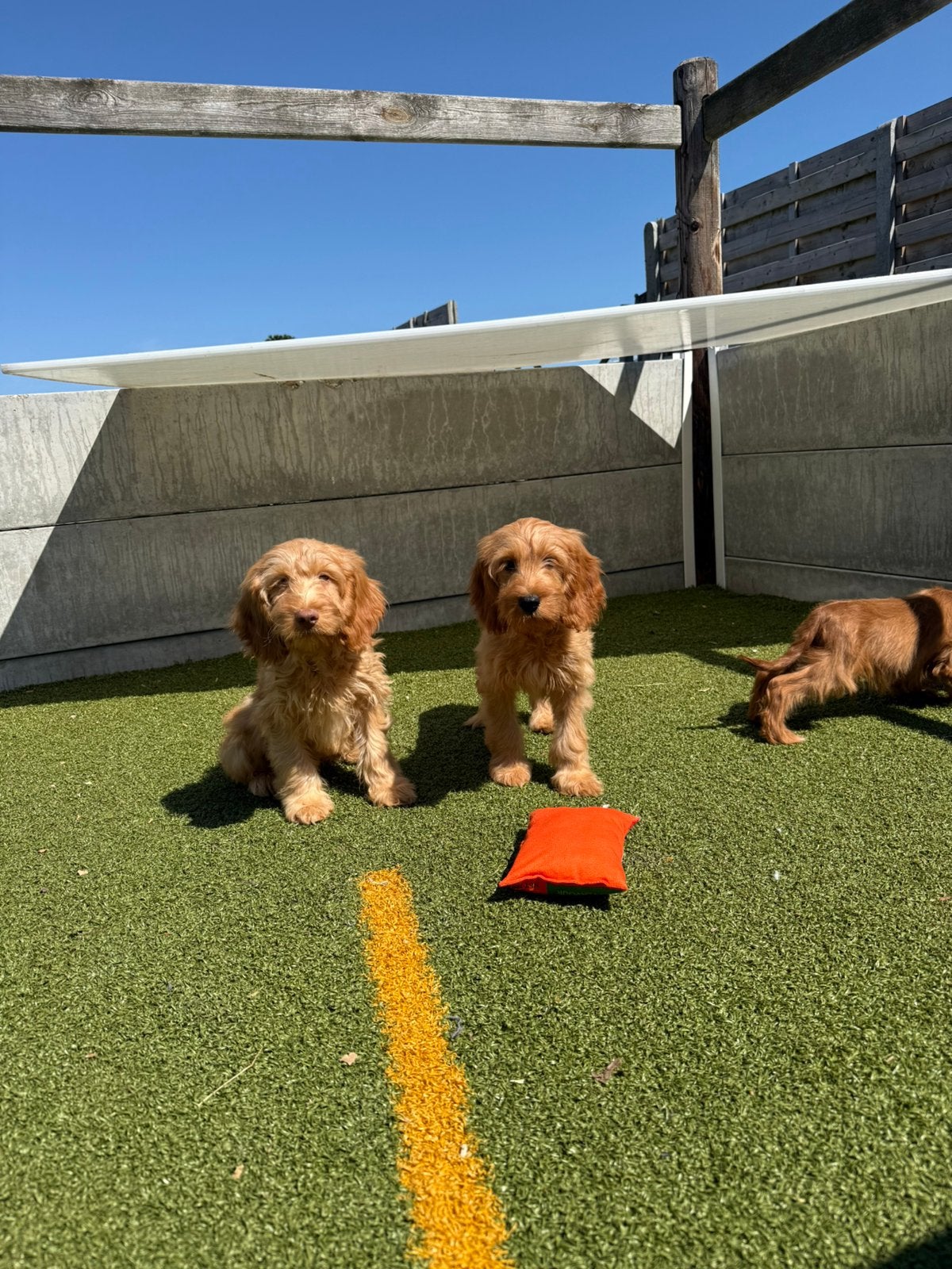 Mooie cockapoo pups, Dieren en Toebehoren, België, 15 weken tot 1 jaar, CDV (hondenziekte), Meerdere