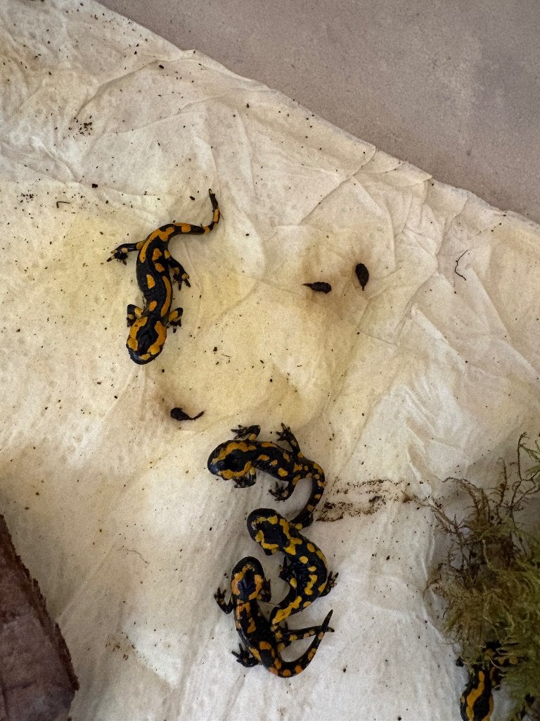 Vuursalamanders, Animaux & Accessoires, Reptiles & Amphibiens, Amphibien, 0 à 2 ans