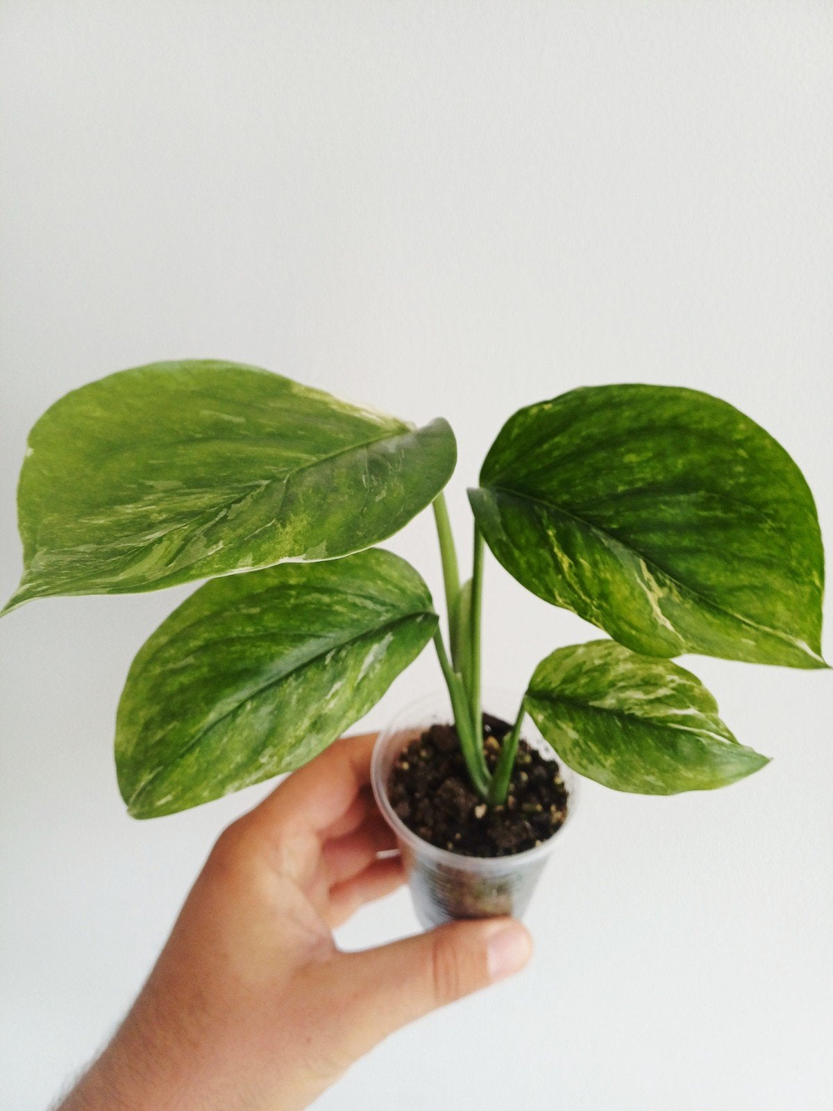 Monstera Lechleriana Albo variegata, Overige soorten, In pot, Minder dan 100 cm, Groene kamerplant