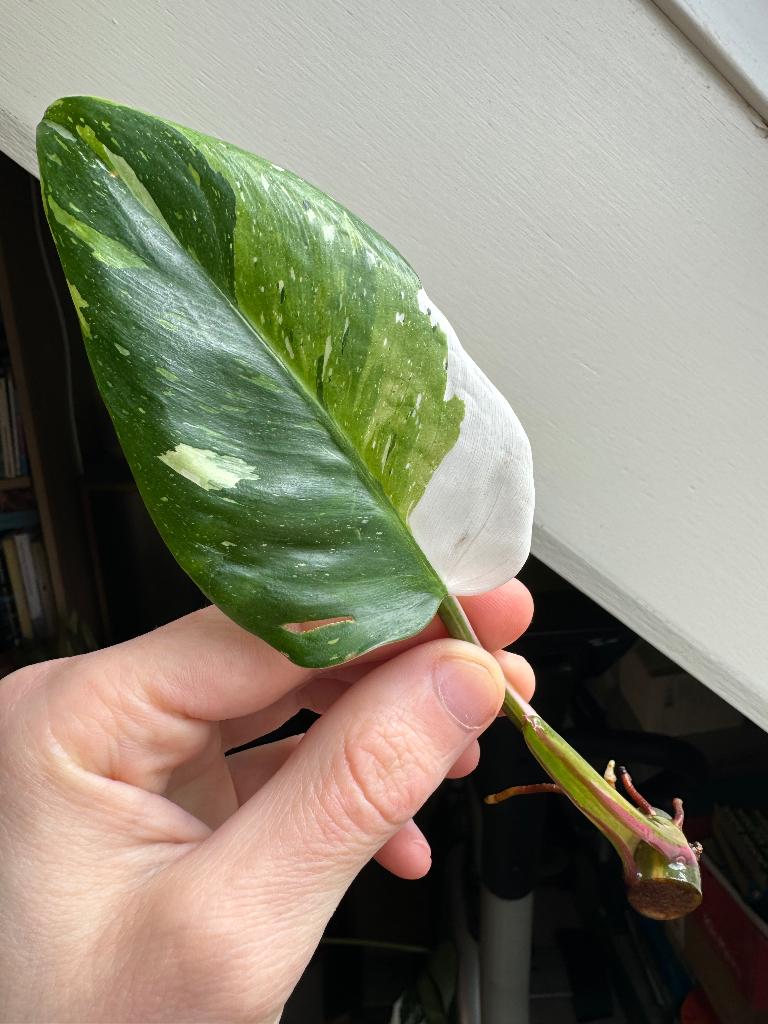 Philodendron ‘White Princess’ tricolor, Huis en Inrichting, Kamerplanten, Ophalen, 200 cm of meer, Overige soorten, Halfschaduw