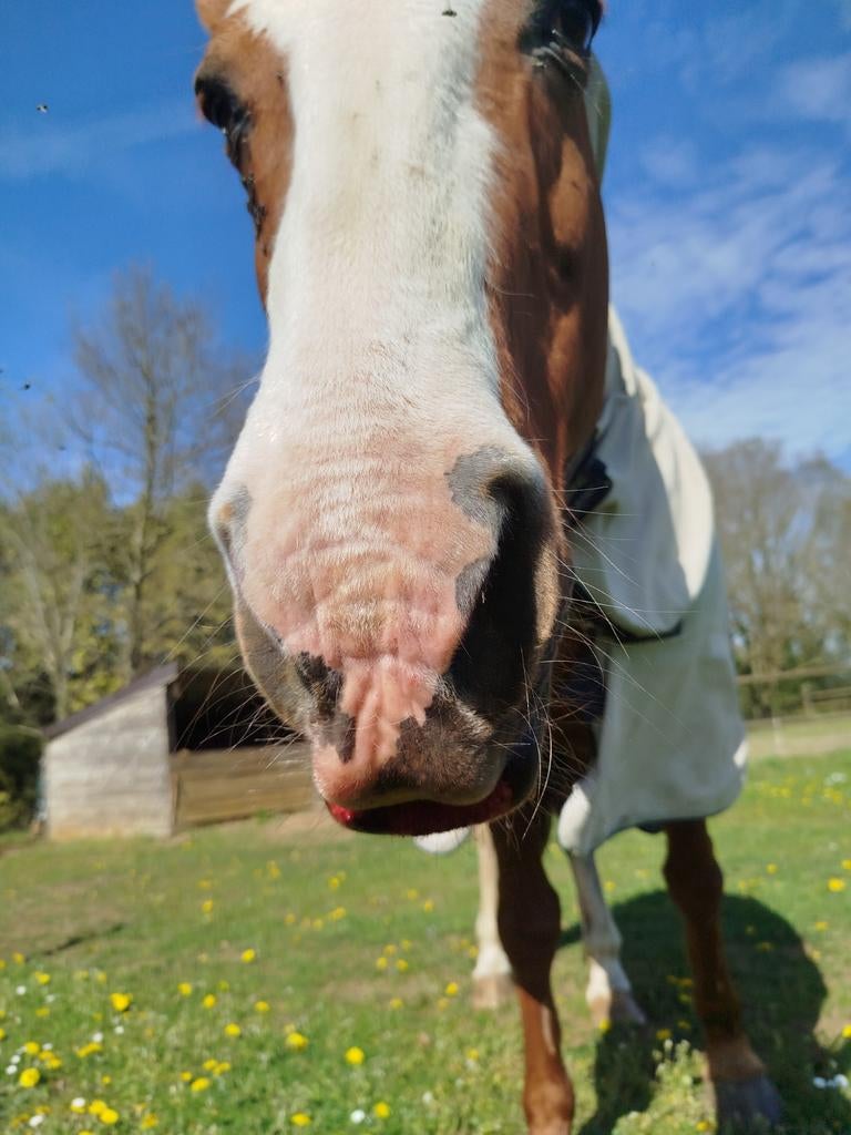Plaatsje voor 20plusser, Dieren en Toebehoren