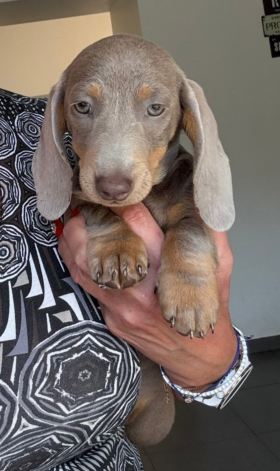 Prachtige lilac en tan dwergteckel pups, Dieren en Toebehoren, Parvo, België, 8 tot 15 weken, Korthaar