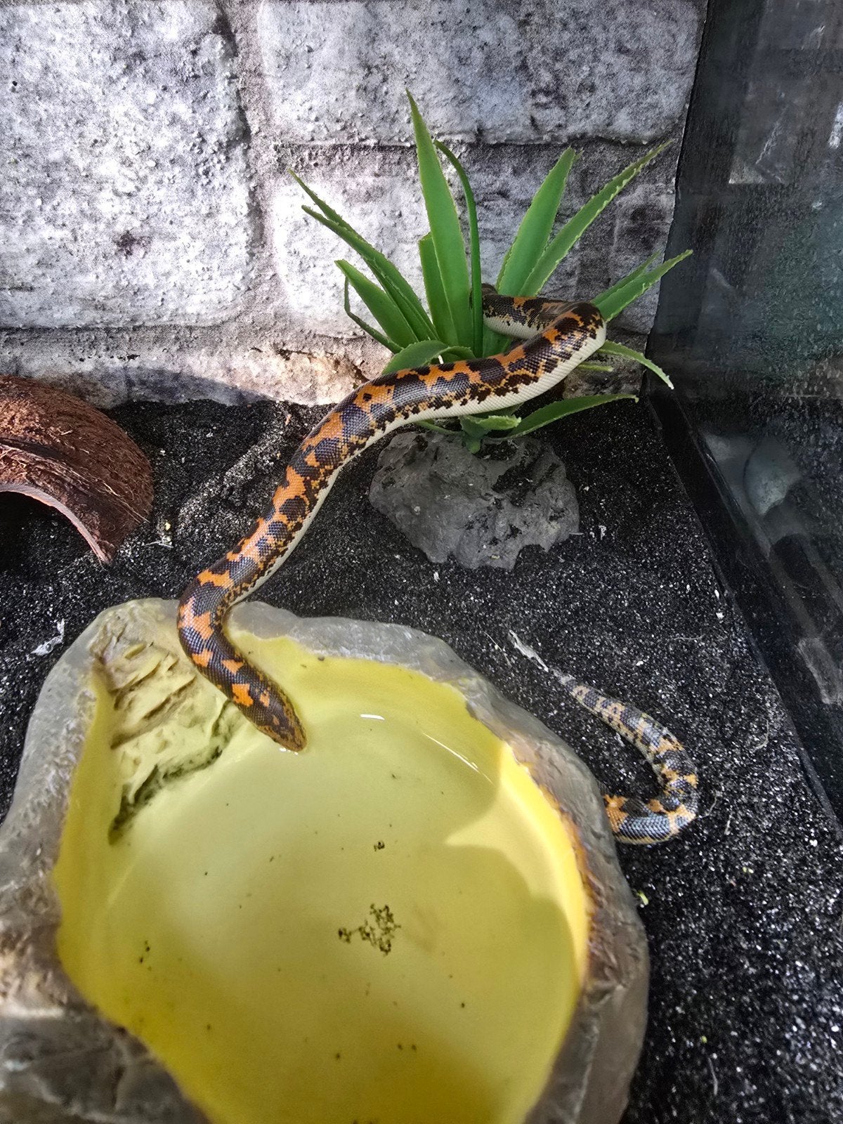 1.2 Keniaanse zandboa (Eryx colubrinus) – NK 2026

Ben je op