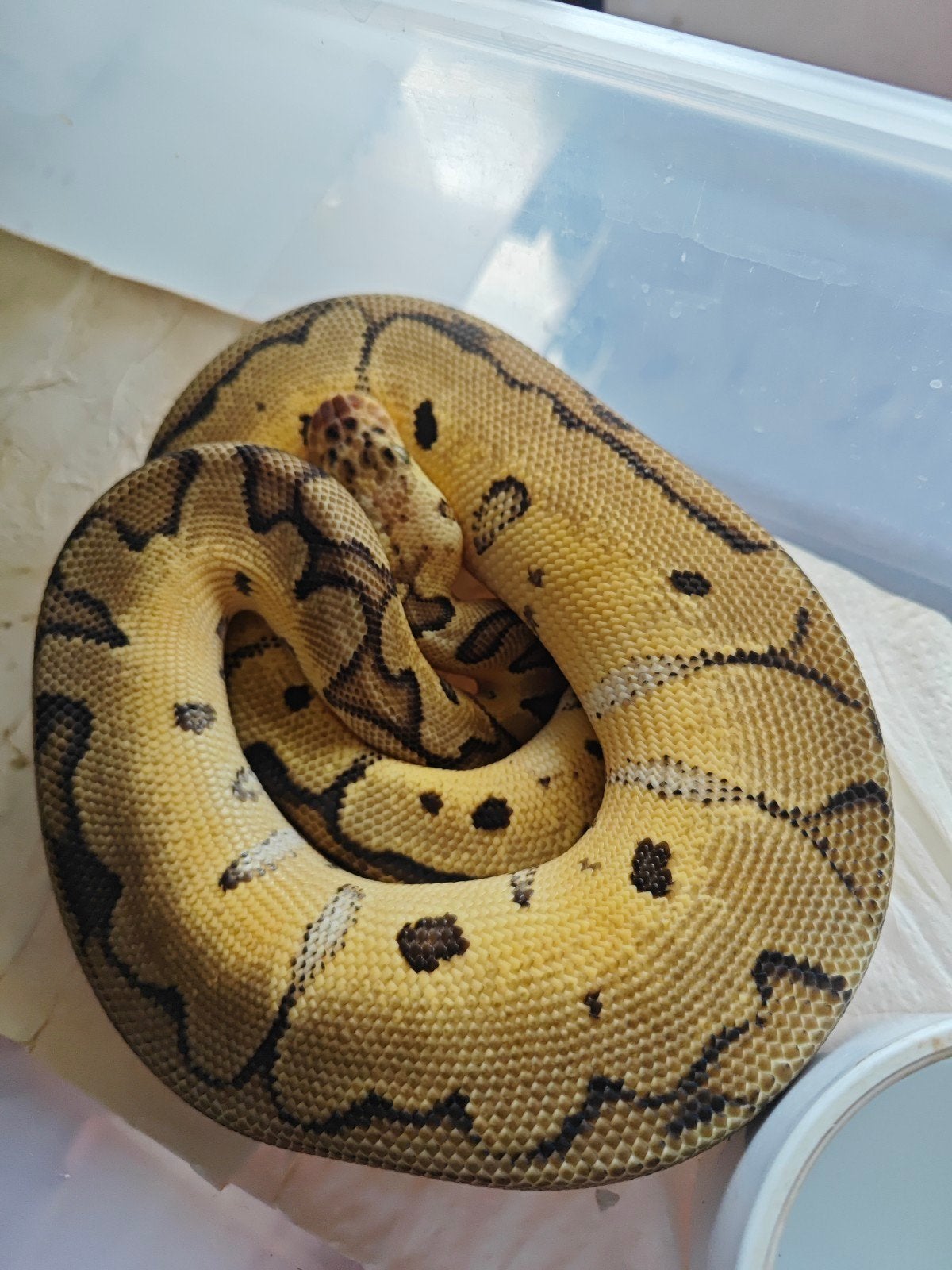 Pythons Regius Ball Python photo 9