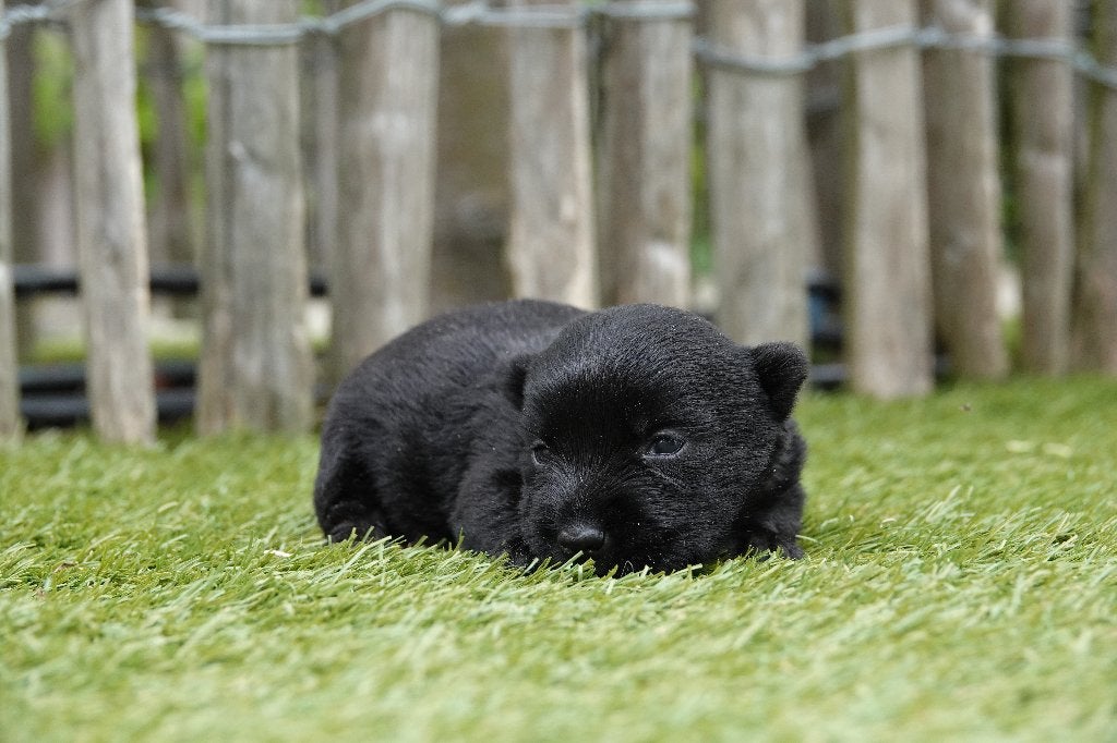 Prachtige Schotse Terriër pup, met stamboom, Dieren en Toebehoren, Honden | Jack Russells en Terriërs, België, Parvo, Overige rassen