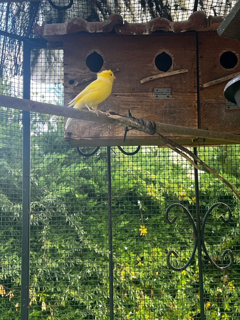 Kanarie, Dieren en Toebehoren
