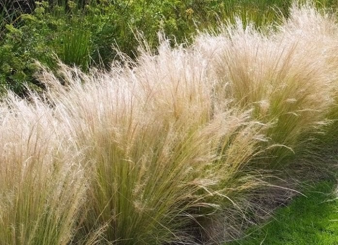 Vedergras (siergras), Ophalen, Vaste plant, Siergrassen