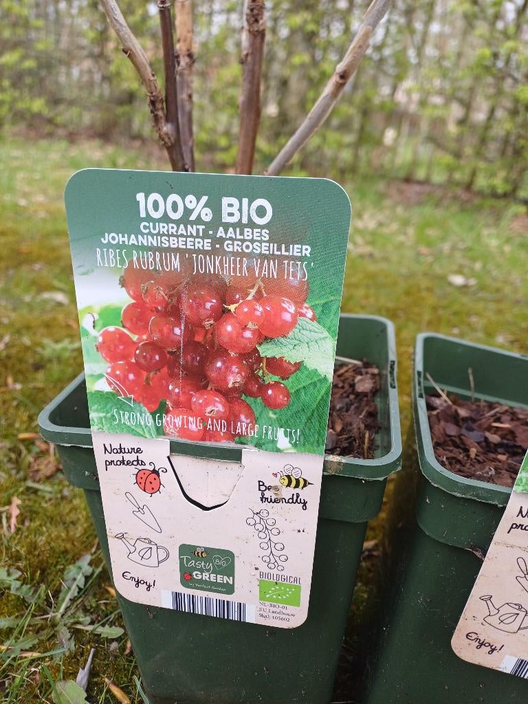 1 rode aalbes, Tuin en Terras, Planten | Fruitbomen, Ophalen, Minder dan 100 cm, In pot, Overige soorten