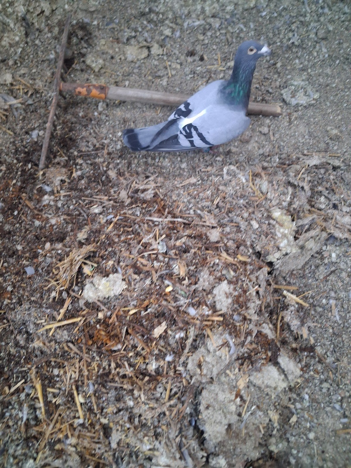 50.sacs de compost pigeons  gratuit disponible Actuellement., Enlèvement ou Envoi, Compost