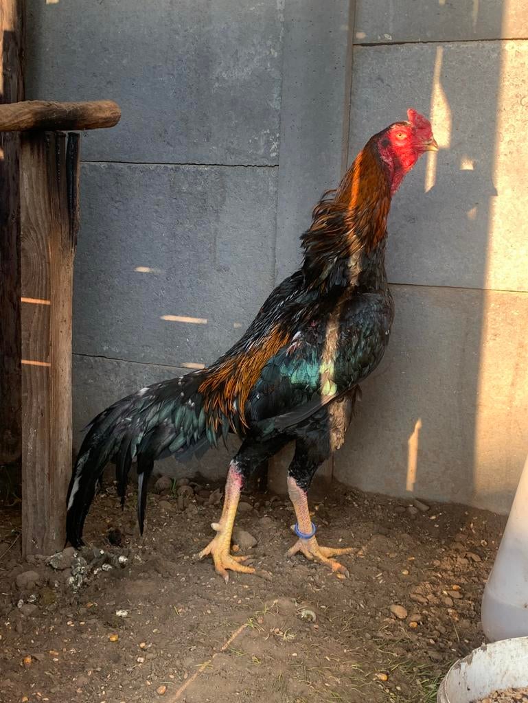 Shamo haan, Dieren en Toebehoren