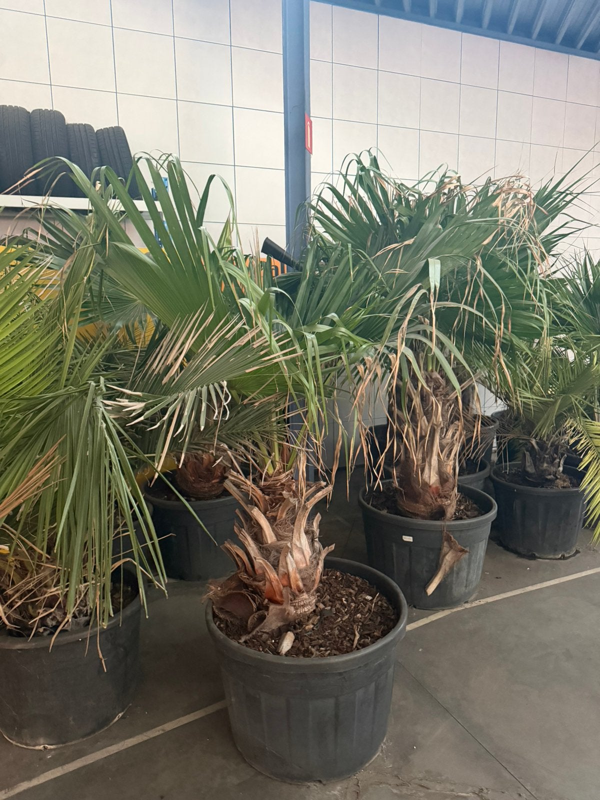 Palmbomen, Tuin en Terras, Ophalen, Winter, In pot