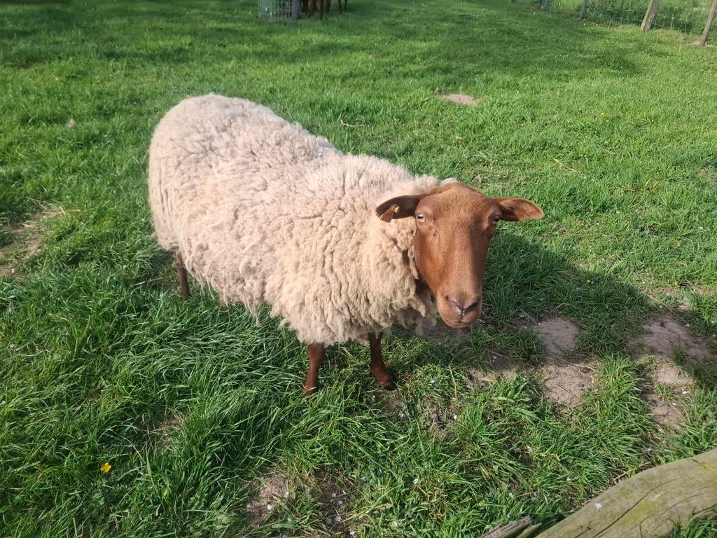Ardense voskop ooi, Femelle, Mouton, 0 à 2 ans