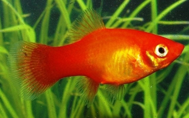 Hobbyaquarium XIPH Mac Marigold platy, Vis, Zoetwatervis, Schoolvis