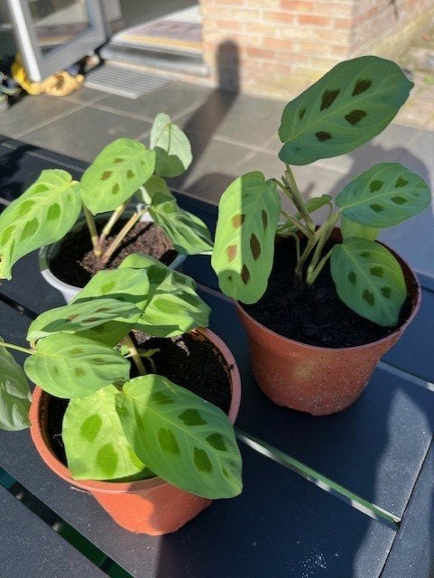 kamerplant Maranta, Ophalen, In pot