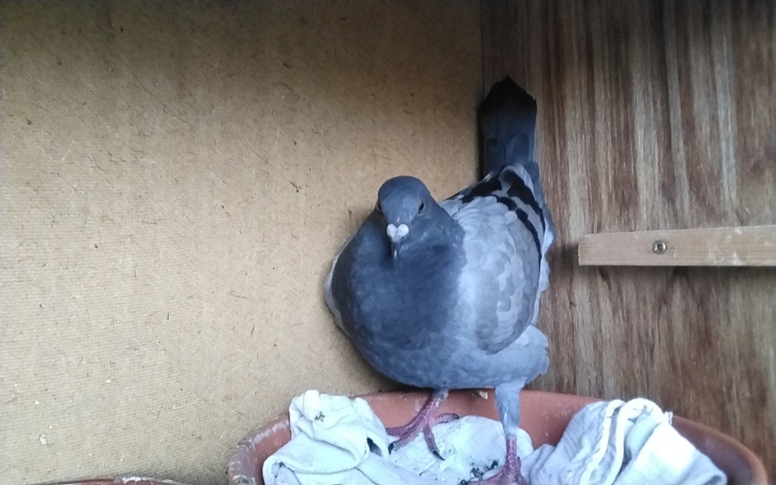1 duif te koop  een post  die al een anders huis wilt, Dieren en Toebehoren