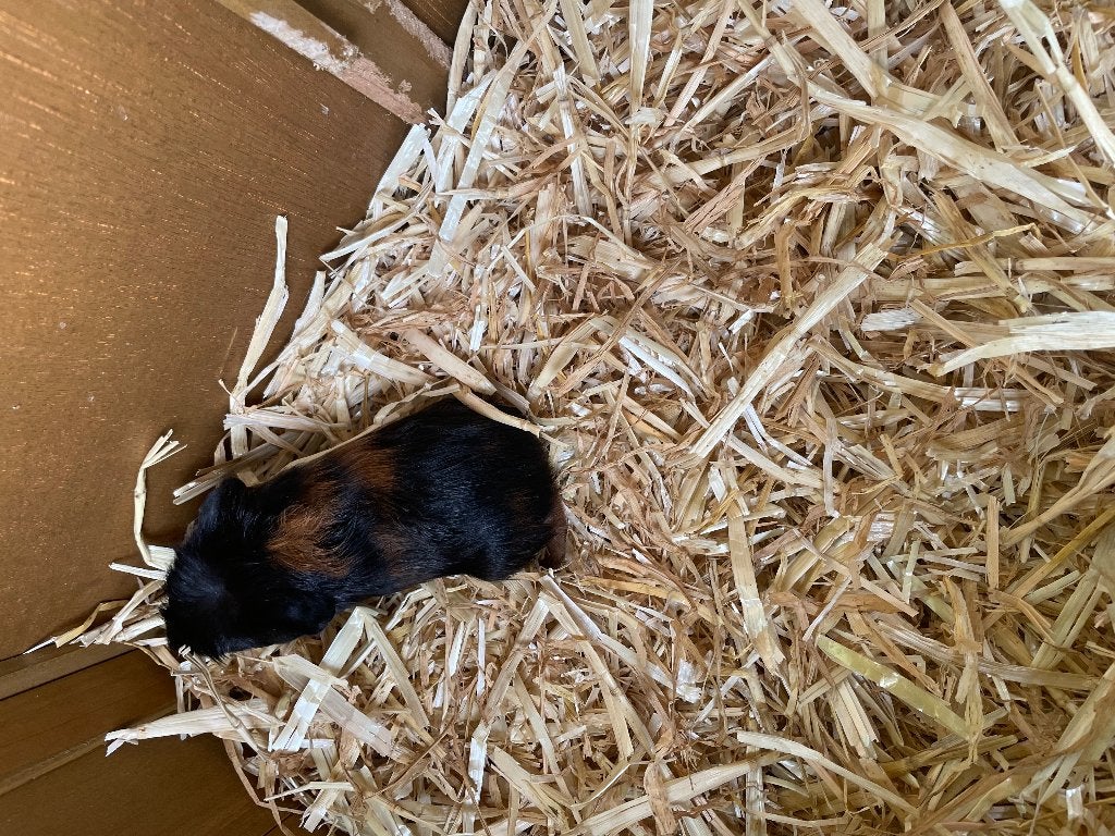Tekoop, Dieren en Toebehoren, Knaagdieren, April, Meerdere dieren, Cavia