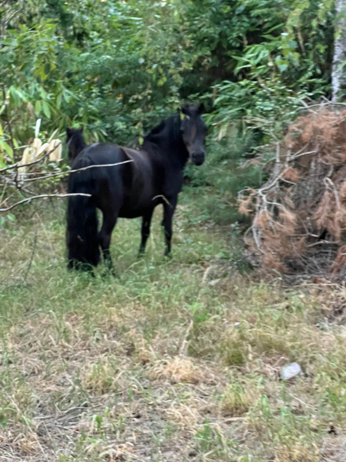 Kinderpony met veulentje, Avec pedigree, Débourré, Moins de 160 cm, Jument