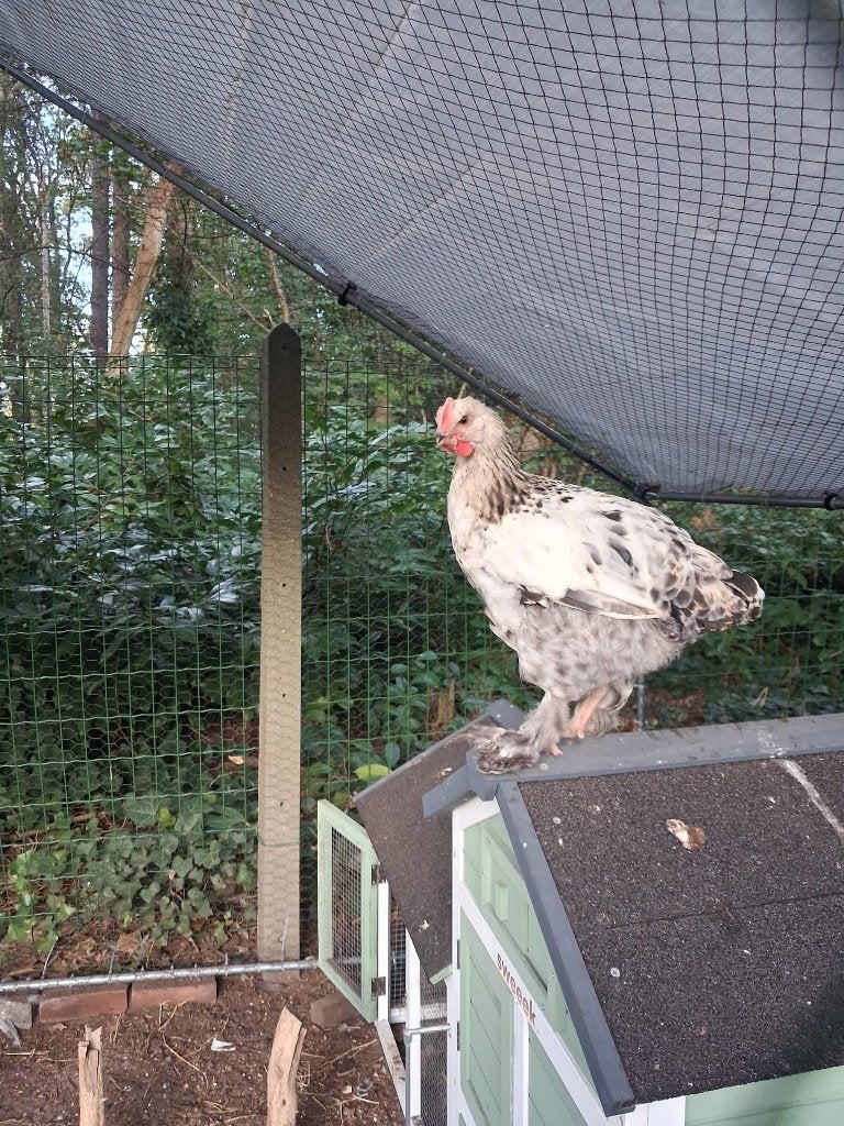 Brahma blauwzalm haantje 2026, Dieren en Toebehoren, Mannelijk, Kip