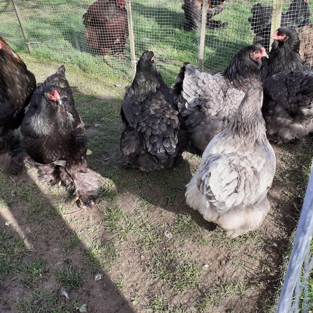 Broedeieren, Dieren en Toebehoren, Pluimvee