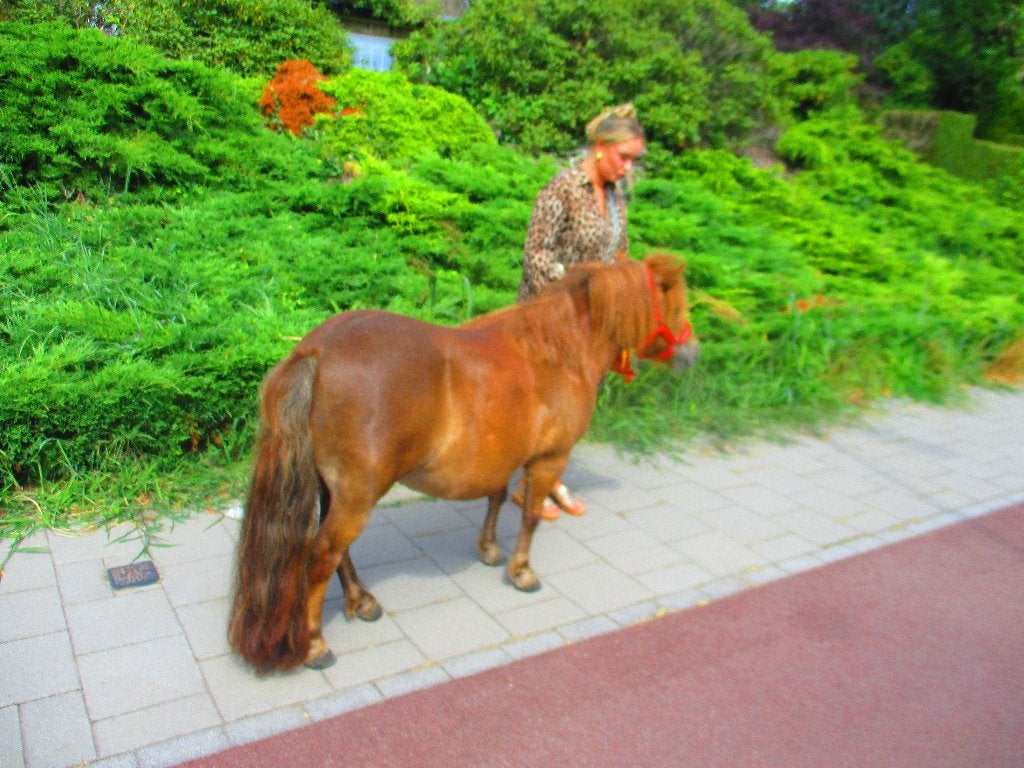 Brave shetlander shetland merrie met stamboek n,s,p,s., Merrie, Met stamboom