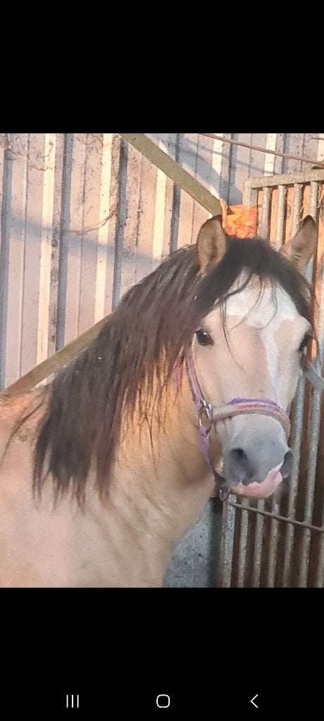 Diverse welsh ponies, Dieren en Toebehoren, Merrie, Met stamboom, 0 tot 2 jaar, B pony (1.17m tot 1.27m)