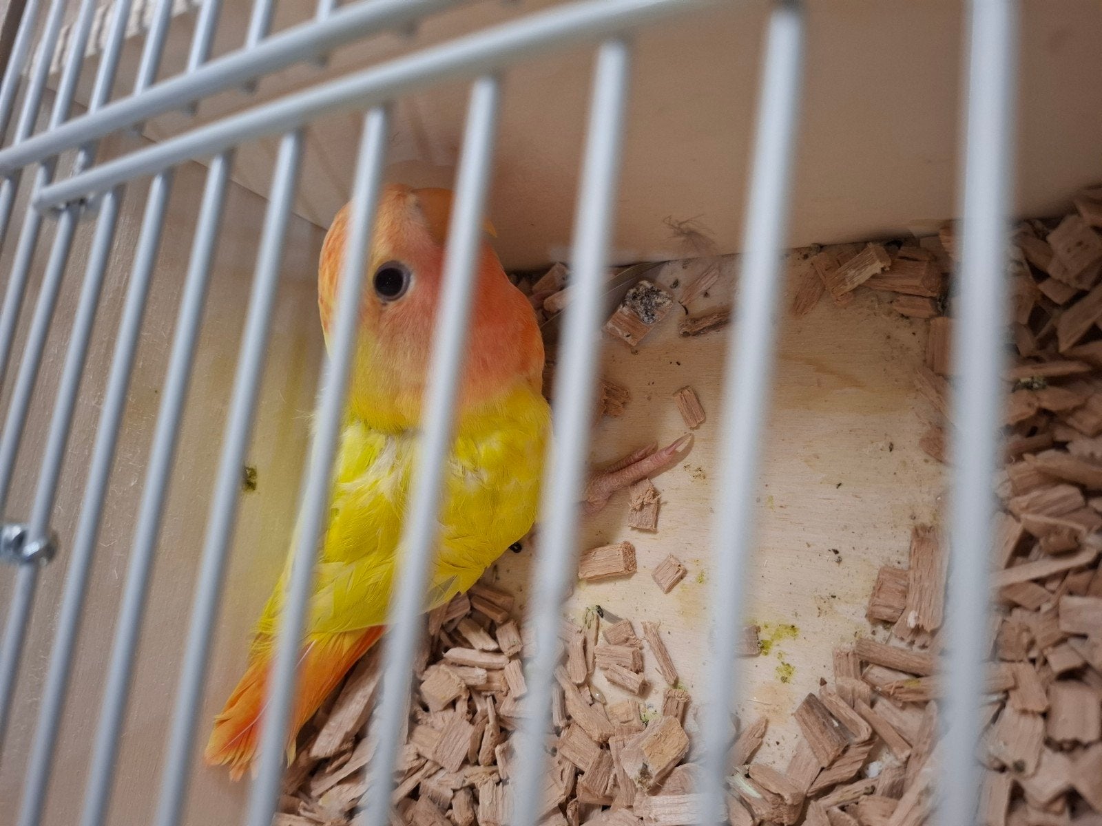 agapornis pallid popje