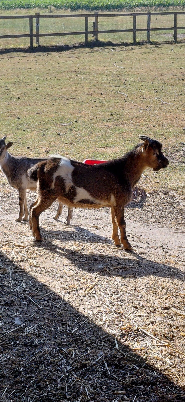 Bokje bruin, Dieren en Toebehoren