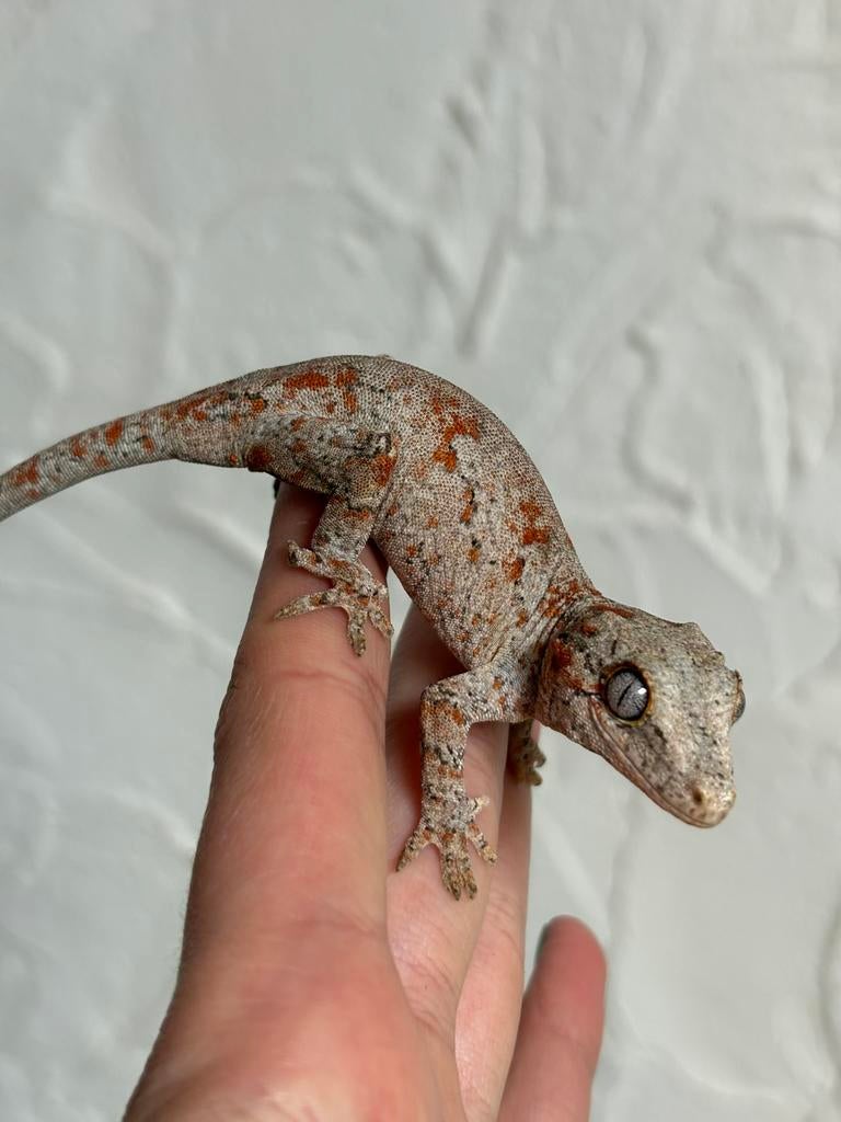 Red blotched gargoyle, Dieren en Toebehoren, Reptielen en Amfibieën, Hagedis, Tam, 0 tot 2 jaar