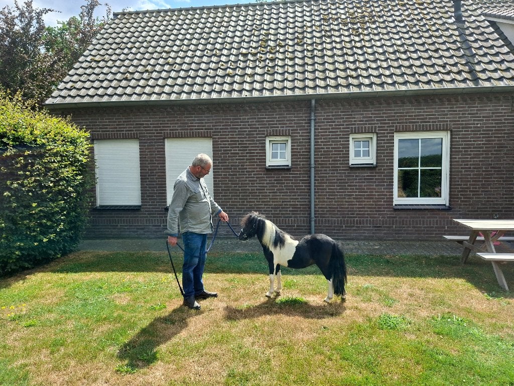 Prachtig zwartbont mini paardje, Dieren en Toebehoren, Hengst, A pony (tot 1.17m), Gechipt, 0 tot 2 jaar