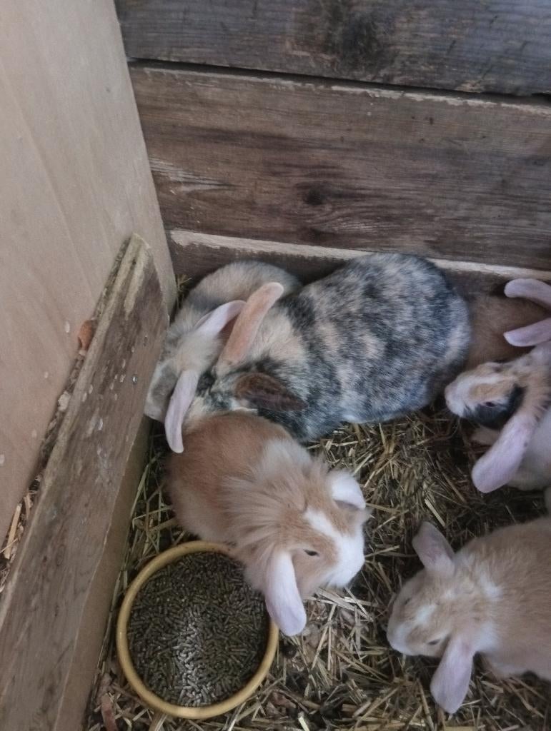 Dwerg hangoor, Meerdere dieren, Dwerg, Hangoor, 0 tot 2 jaar